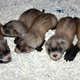 Illustration for article titled Breakthrough for Black-footed Ferrets Bodes Well for Other Endangered Species